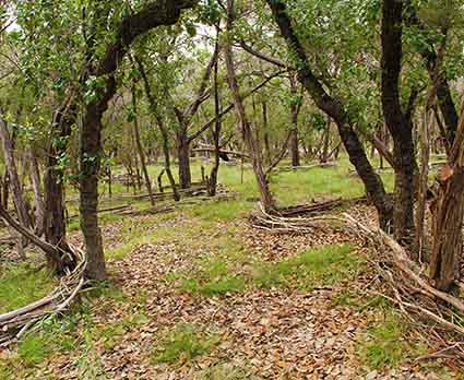 Austin Texas LANDSCAPING Design Garden ideas