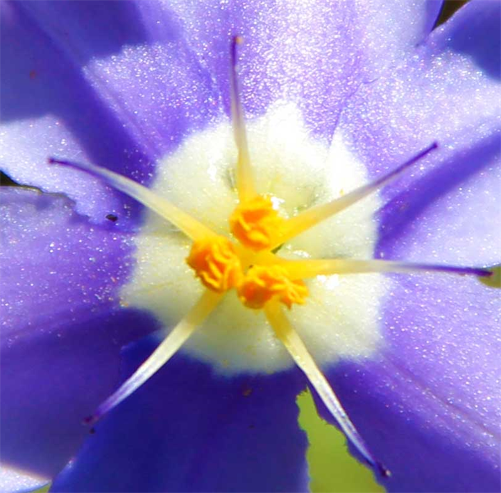 Texas Hill Country Flowers Photography Exhibition