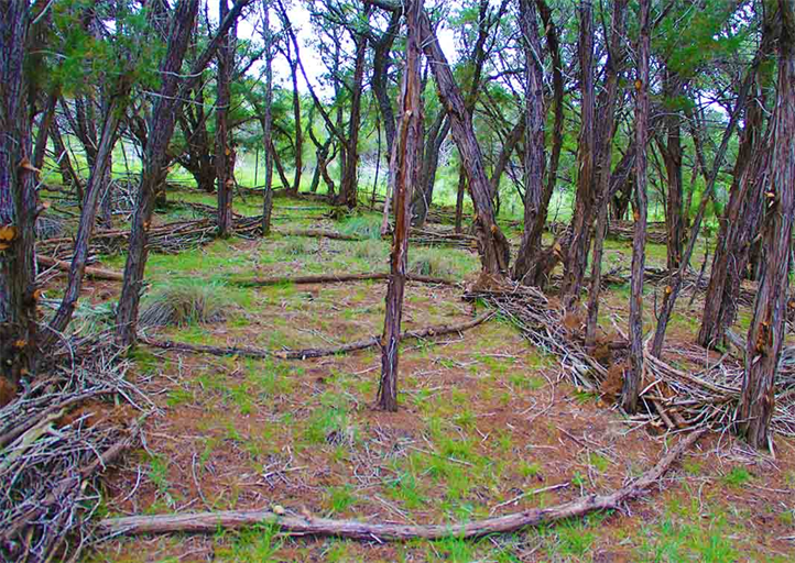 Austin Texas Art Exhibitions