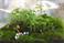 dapacu ecosphere 2 months 